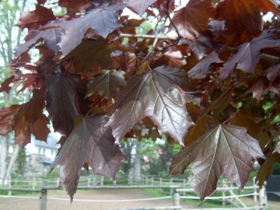 Javor mléčný - pestrolistý Acer platonoides ´Crimson king´ 2006