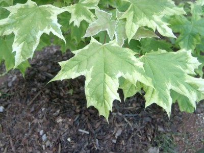 Javor mléčný - pestrolistý Acer pseudoplatanus ´Drummondii´ detail, 2006
