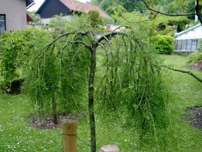 Čimišník obecný - stříhanolistá, převislá forma, Caragana arborescens ´Lorberrgii wokker´ 2006