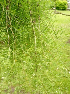 Čimišník obecný- stříhanolistá, převislá forma, Caragana arborescens ´Lorberrgii wokker´ detail, 2006