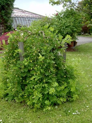 Čimišník obecný - převislý Caragana arborescens ´Pendula´ 2006
