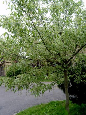 Javor jasanolistý Acer negundo ´Flamengo´, 2006