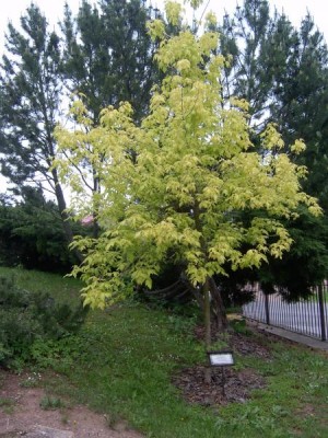 Javor jasanolistý Acer negundo ´Odessanum´, 2006