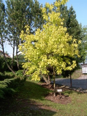 Javor jasanolistý Acer negundo ´Odessanum´, 2006