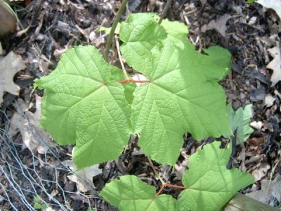 Javor pennsylvánský Acer pennsylvanicum 2006