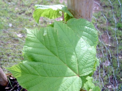 Javor pennsylvánský Acer pennsylvanicum 2006