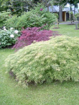 Javory dlanitolisté Acer palmatum, 2006
