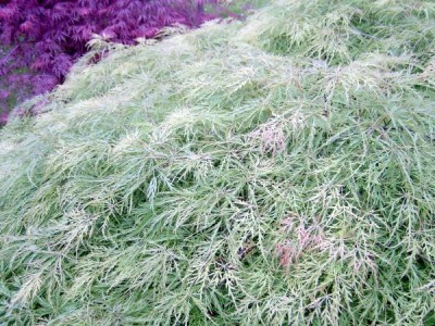 Javory dlanitolisté - stříhanolisté, Acer palmatum ´Dissectum´ 2006