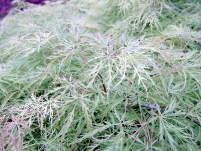Javory dlanitolisté - stříhanolisté Acer palmatum ´Dissectum´ detail, 2006