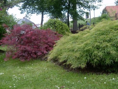 Javory dlanitolisté - stříhanolisté Acer palmatum ´Dissectum´ detail, 2006