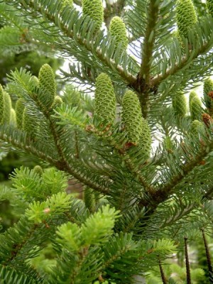 Jedle korejská Abies koreana,2006