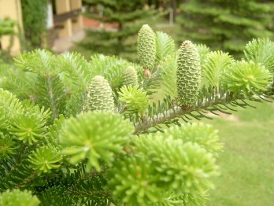 Jedle korejská Abies koreana jaro 2006