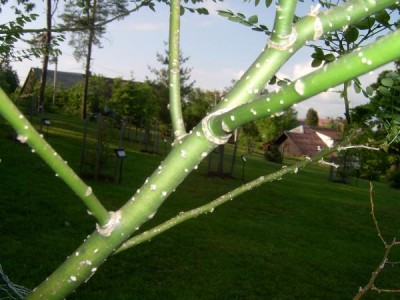 Jerlín japonský Sophora japonica 2006