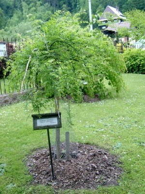 Jerlín japonský - převislý Sophora japonica ´Pendula´,2006