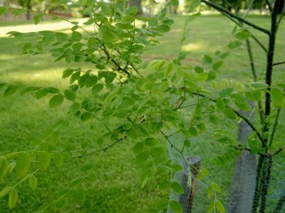 Jerlín japonský Sophora japonica 2006