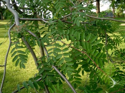Jeřáb obecný Sorbus aucuparia 2006