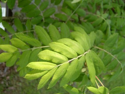 Jeřáb oskeruše Sorbus domestika 2006