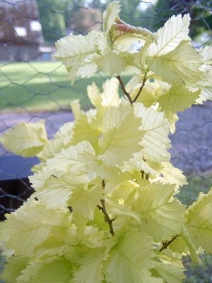 Jilm habrolistý Ulmus carpinifolia, 2006