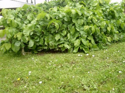 Jilm lysý - převislý Ulmus glabra ´Pendula´ 2006