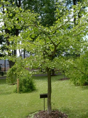 Jinan dvojlaločný Ginkgo biloba ´Pendula pragensis´, 2006