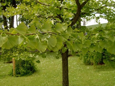 Jinan dvojlaločný Ginkgo biloba ´Pendula pragensis´ 2006