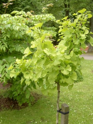 Jinan dvojlaločný Ginkgo biloba ´Saratoga´, 2006