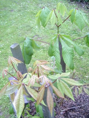 Jírovec drobnokvětý Aesculus parviflora, 2006