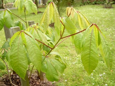 Jírovec drobnokvětý Aesculus parviflora 2006