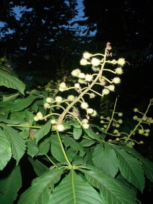 Jírovec obecný Aesculus hippocastanum, 2006