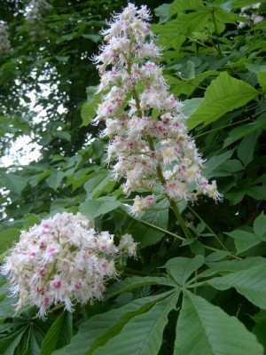Jírovec obecný Aesculus hippocastanum, 2006