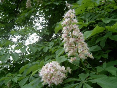 Jírovec obecný Aesculus hippocastanum 2006
