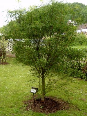 Jírovec obecný - stříhanolistý Aesculus hippocastanum´Laciniata´, 2006