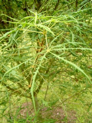 Jírovec obecný - stříhanolistý Aesculus hippocastanum´Laciniata´, 2006