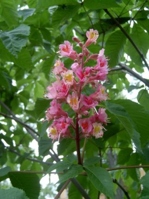 Jírovec pleťový  Aesculus carnea ´Briotii´, 2006