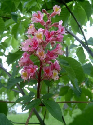 Jírovec pleťový Aesculus carnea ´Briotii´, 2006