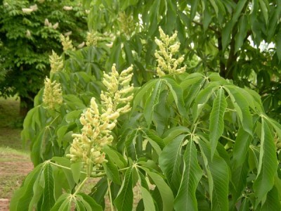 Jírovec žlutý, pávie žlutá Aesculus octandra 2006