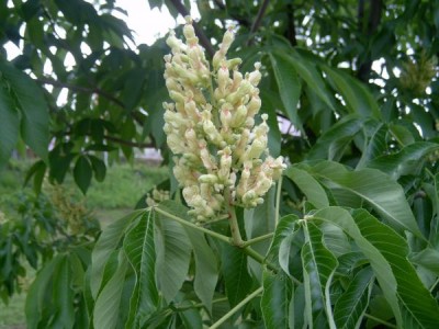 Jírovec žlutý, pávie žlutá Aesculus octandra 2006