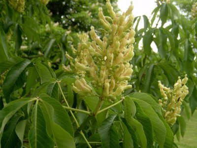 Jírovec žlutý, pávie žlutá Aesculus octandra 2006