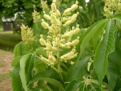Jírovec žlutý, pávie žlutá Aesculus octandra  detail, 2006