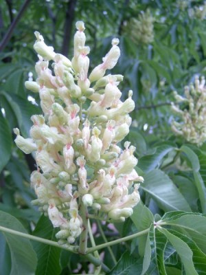 Jírovec žlutý, pávie žlutá Aesculus octandra, 2006