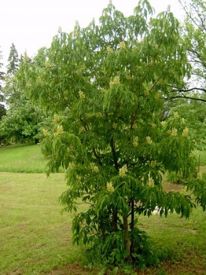 Jírovec žlutý, pávie žlutá Aesculus octandra, 2006