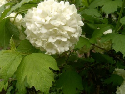 Kalina obecná, sněhová koule Viburnum opulus ´Roseum´ 2006