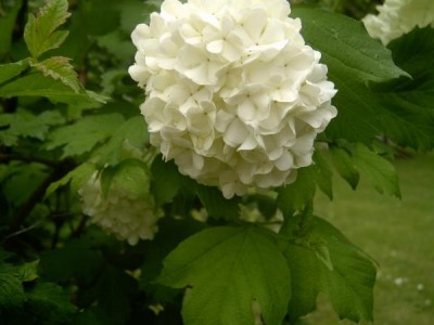Kalina obecná, sněhová koule Viburnum opulus ´Roseum´ 2006