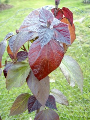 Katalpa křížená - červenající Catalpa x erubescens ´Purpurea´, 2006