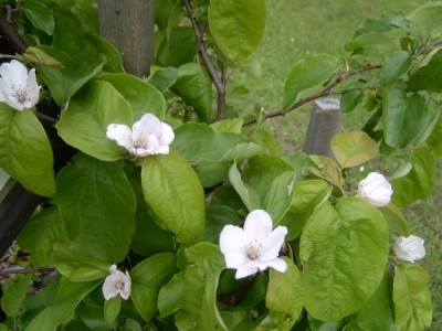 Kdouloň obecná Cydonia oblonga jaro, 2006