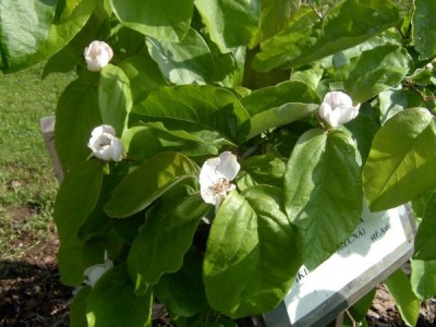 Kdouloň obecná Cydonia oblonga jaro, 2006