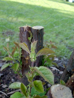 Kdouloň čínská, po první zimě 2006 Pseudocydonia sinensis