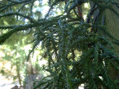 Kryptomerie japonská Cryptomeria japonica ´Spiralis´, 2006