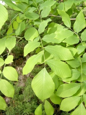 Křehovětvec žlutý Cladratis lutea, jaro 2006