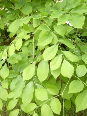 Křehovětvec žlutý Cladratis lutea, jaro 2006